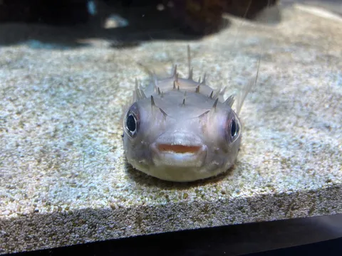 こんにちは！ハリセンボンです