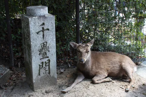 石碑と鹿、静かな時間