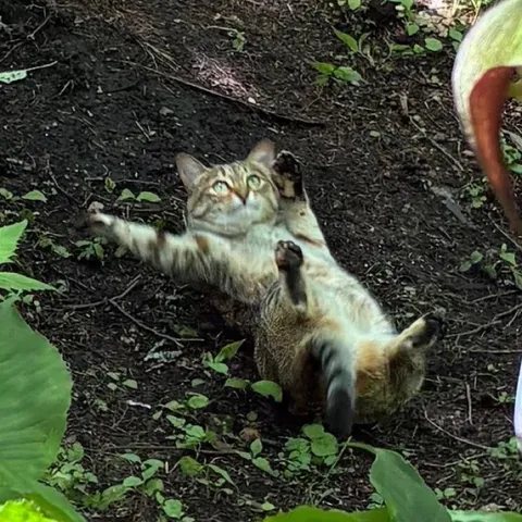 猫さん、ごろ〜ん！