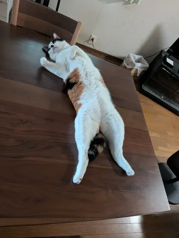 木のテーブルで伸びる猫