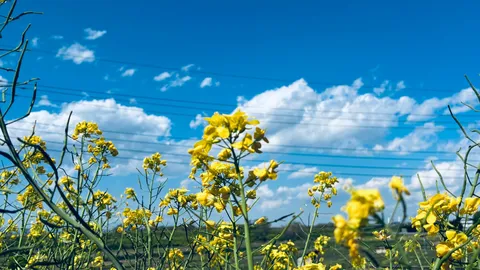 青空と菜の花のコントラスト
