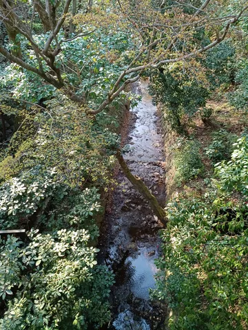 木漏れ日と静かな小川