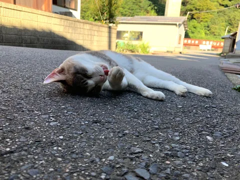 お昼寝中にペロリ、猫さんのリラックスタイム