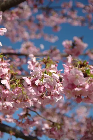 春空に舞う桜色の吐息