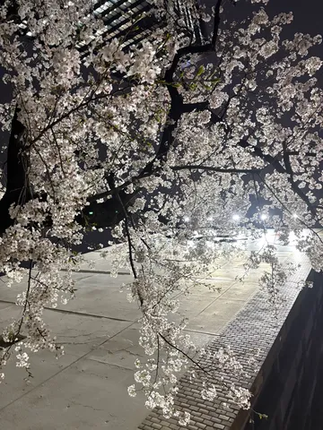 夜桜と都会の光のコントラスト