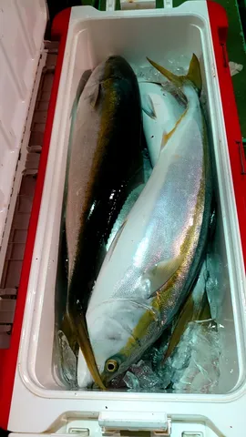 氷締めされた新鮮な魚たち