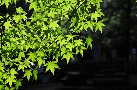 新緑の葉が輝く瞬間