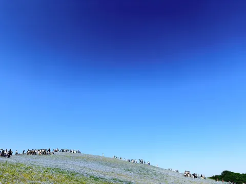 青い空と丘を埋め尽くす青い花