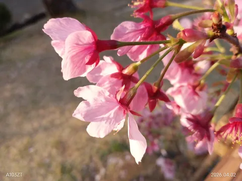 春光に染まる花房の瞬間