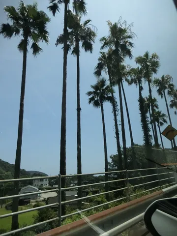 ヤシの木と青い空