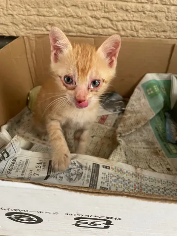 箱入り子猫、ぺろり