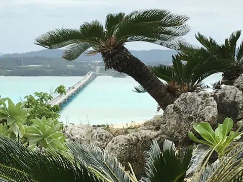 南国への橋渡し、ヤシの木越しの絶景