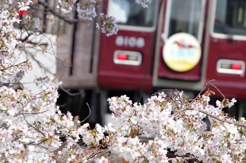 桜と列車の、一期一会の風景