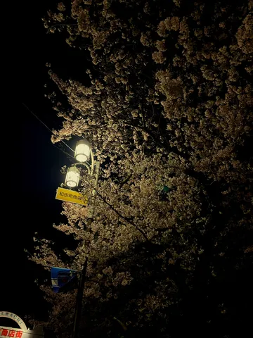 夜桜と街灯の幻想的な共演