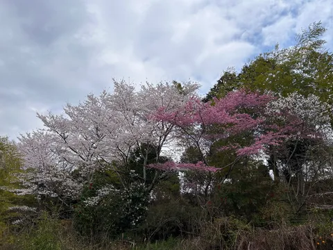 春を彩る二色の桜