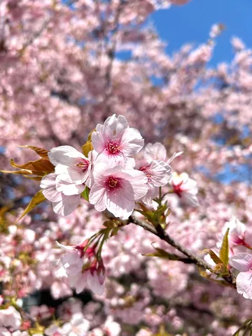 桜のセンター適性