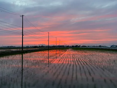 夕景と水田の電線美