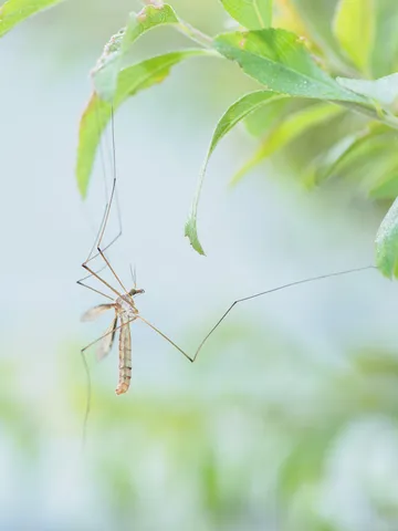 薄朝の長い足と葉影