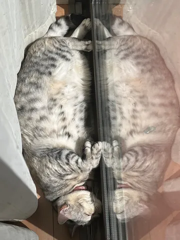 ガラス越しの猫、夢うつつ