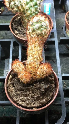 ユニークなフォルムのサボテン