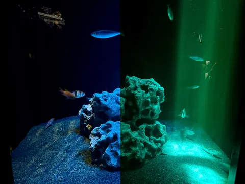 水中世界の青と緑のコントラスト