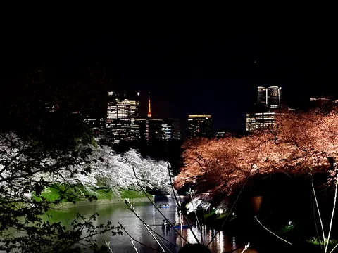 都心に咲く二色の夜桜