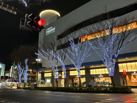 光の枝先、夜の交差点