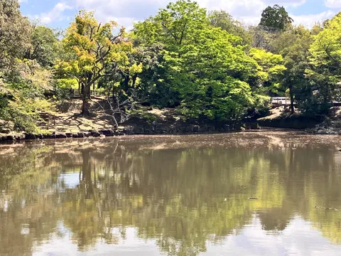 水辺に映る新緑の囁き