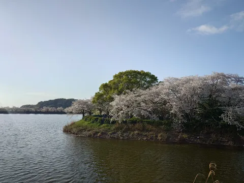 桜舞い、水きらめく春の岸辺