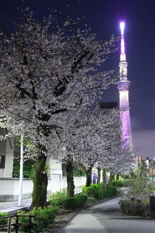 夜桜と高塔の光景