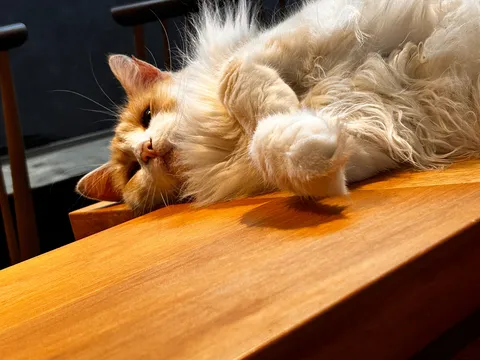 まどろむ猫、午後の陽だまり