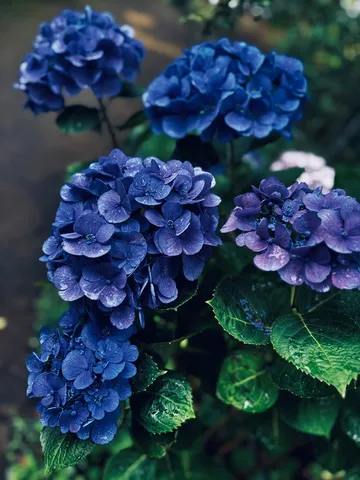 雨粒が輝く、深い青の紫陽花