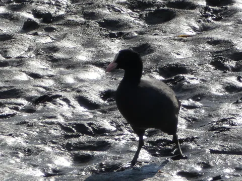 水辺に佇む漆黒の鳥