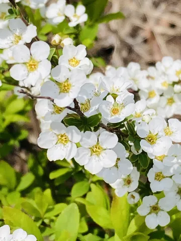 白い花がわちゃわちゃ大集合
