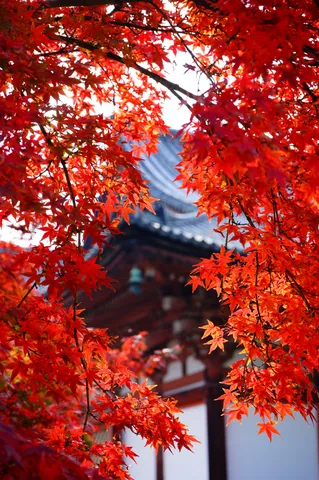 紅葉の舞台、主役は私！