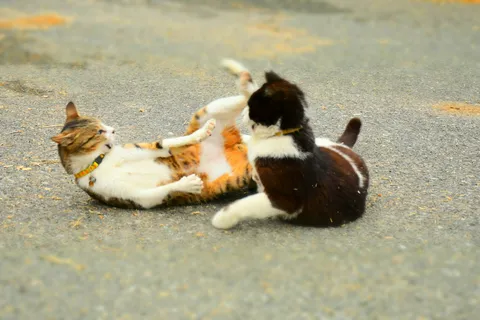 猫パンチ！じゃれてる？