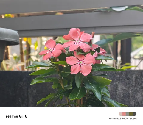 ピンクの花の可憐なポートレート
