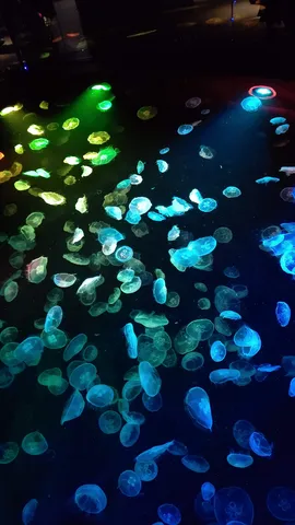 光の海を漂うクラゲたち
