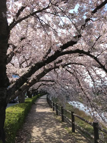 春のトンネル、桜並木