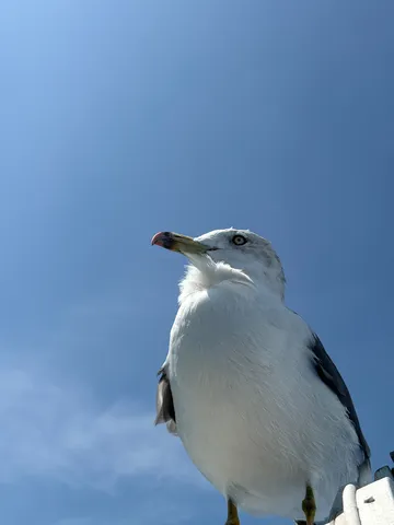 見上げるカモメ、青空に映える