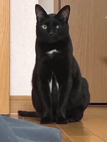神秘的な黒猫、左右で違う瞳の色