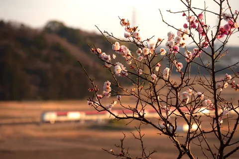 春告げる陽だまりの花