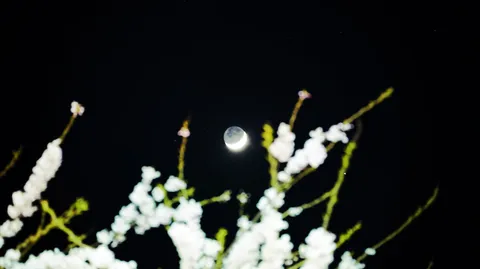 闇夜に浮かぶ三日月と白花