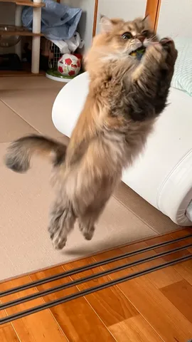 宙を掴む猫の瞬間