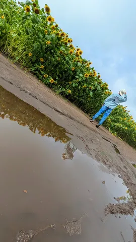 雨上がりの水たまりとひまわり