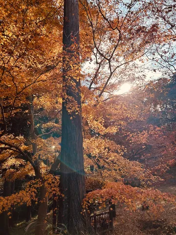 木漏れ日に染まる秋景色