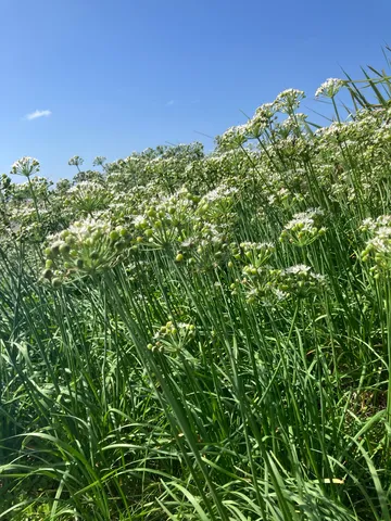 白い花の風が揺れる