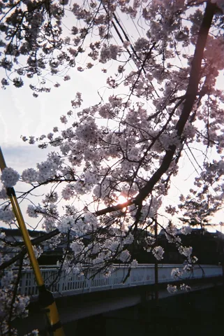 春爛漫！電線と桜のコントラスト