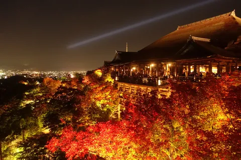 夜空に輝く紅葉の舞台