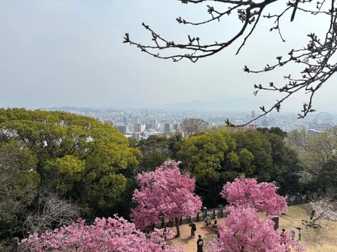 春霞の街と咲き誇る桜